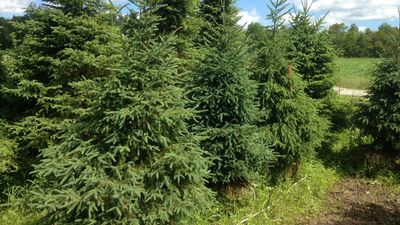 Black Spruce