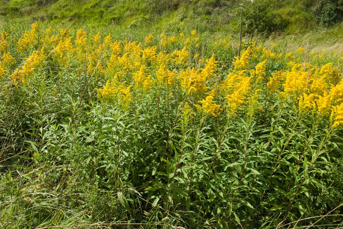 Goldenrod