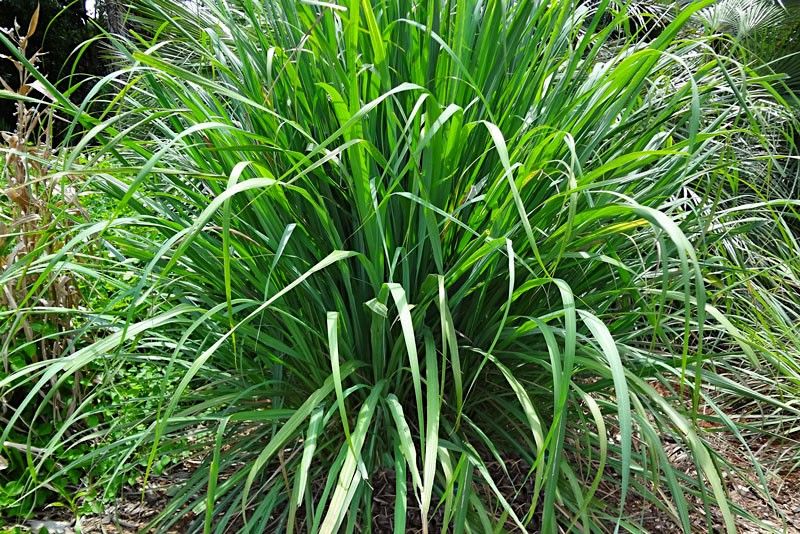 Red Lemongrass