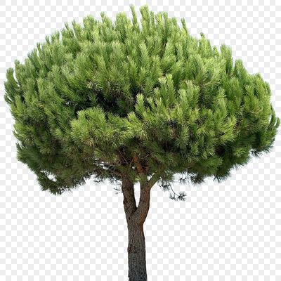 Maritime Pine 1/3oz