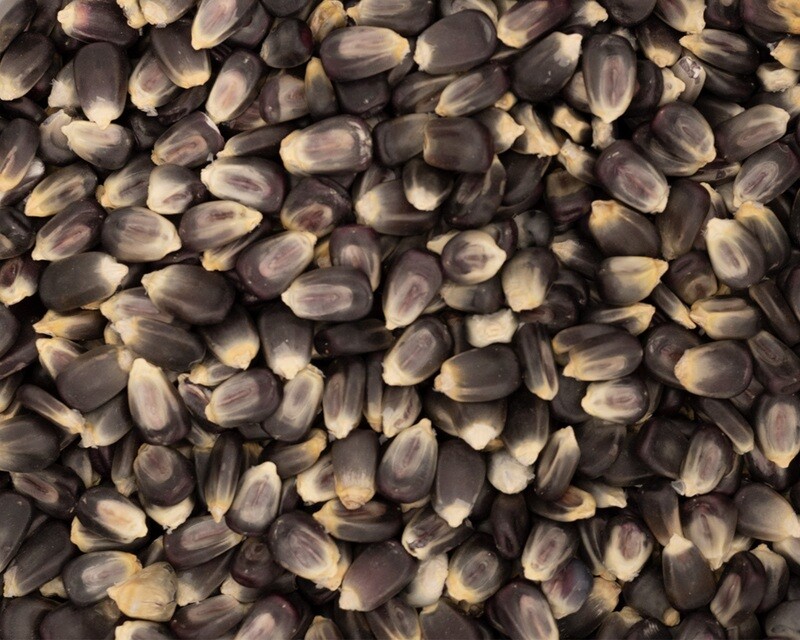 Heirloom Blue Corn Kernels (Non GMO)