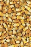 Yellow Corn Products