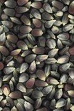 Red Corn Products