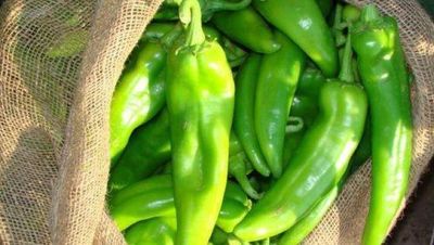 Corn Nuggets with Green Chile