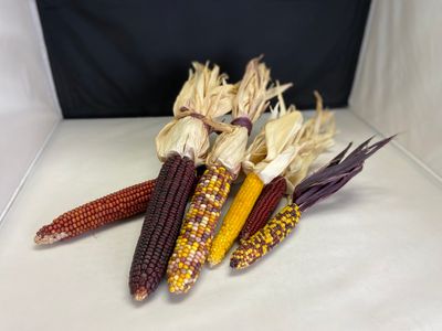 Decorative Corn-Small