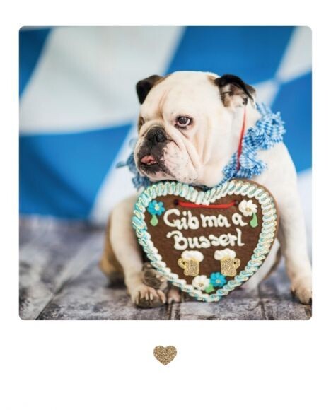 Postkarte: Mops mit Lebkuchenherz - Gib ma a Busserl Postkarte: Mops mit Lebkuchenherz - Gib ma a Busserl