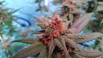 THC-A Hemp Goods