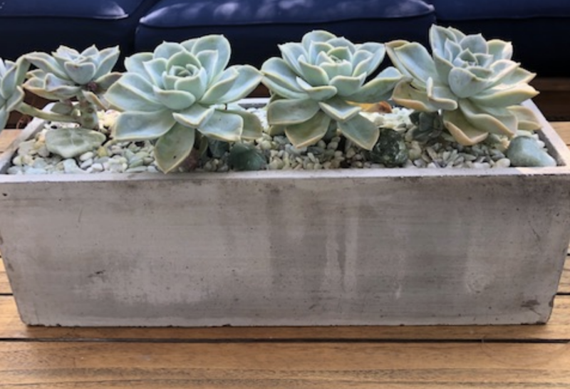 Long Cement Rectangle Succulent Arrangement