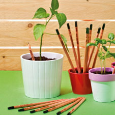 Bleistift mit sprießenden Pflanzen