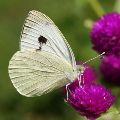 GESCHENKVERSION - ButterflyKit ohne Raupen