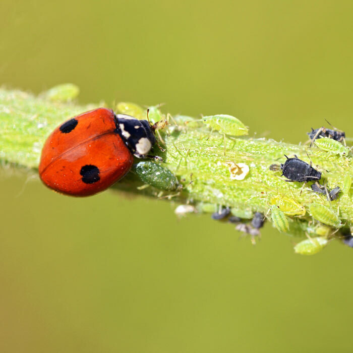 Marienkäfer - Adalia bipunctata - MAXI