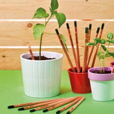 Bleistift mit sprießenden Pflanzen