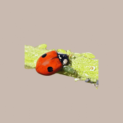 Nützliche Insekten