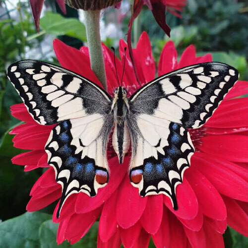 3 Puppen Schwalbenschwanz (Papilio machaon)