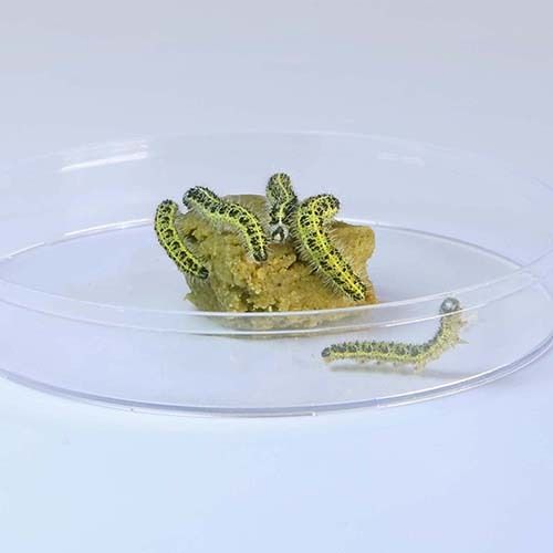 Neue Raupen sowie Futter für das ButterflyKit