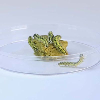 Neue Raupen sowie Futter für das ButterflyKit