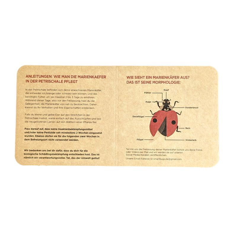 Marienkäfer - Adalia bipunctata - MAXI
