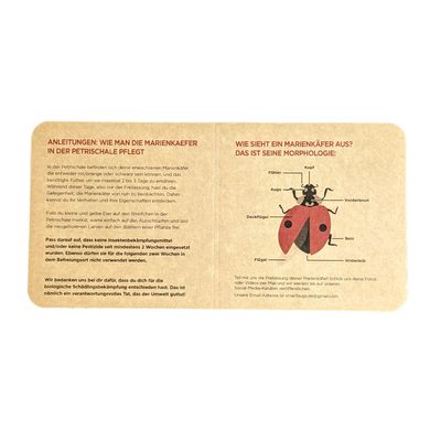 Marienkäfer - Adalia bipunctata - MAXI