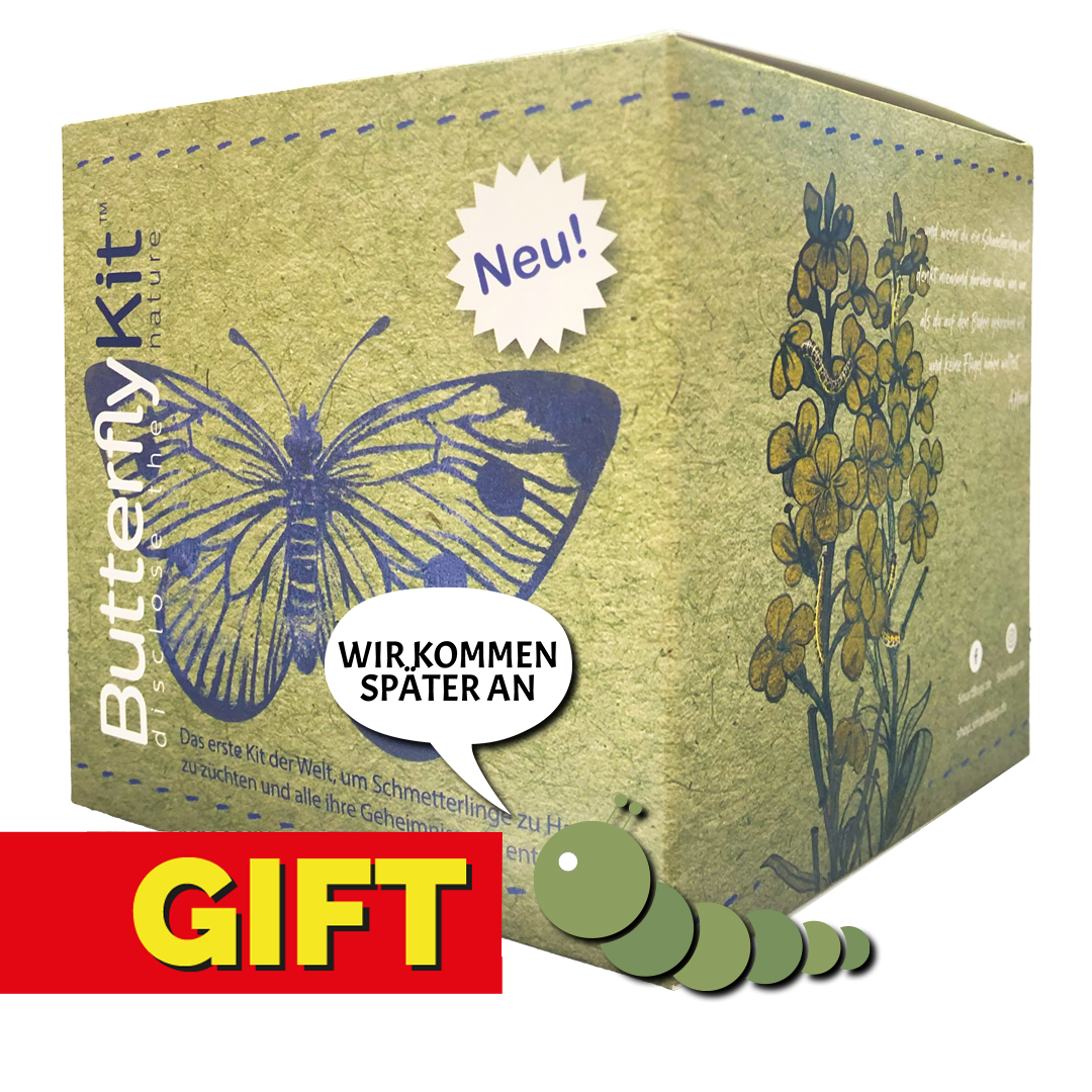 GESCHENKVERSION - ButterflyKit ohne Raupen