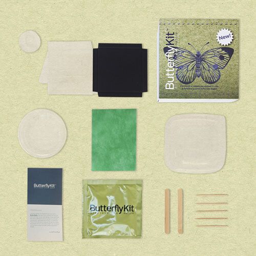 GESCHENKVERSION - ButterflyKit ohne Raupen