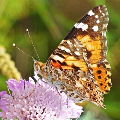 Vanessakit - Raupen - Distelfalter