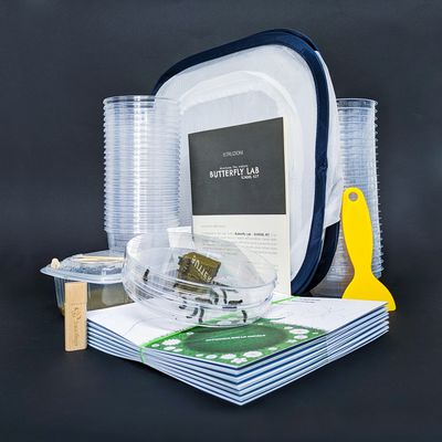 Butterfly Lab - 20 Raupen