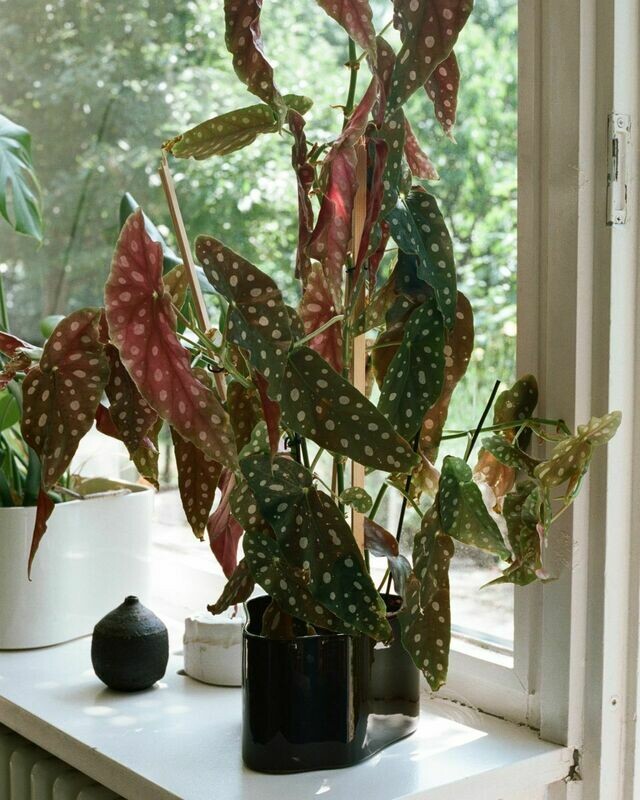 Artek Riihitie Plant Pot A