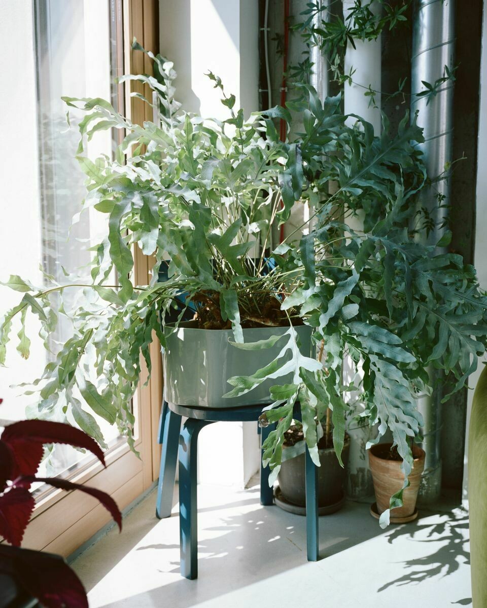 Artek Riihitie Plant Pot A