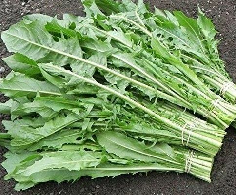 Chicory leaves