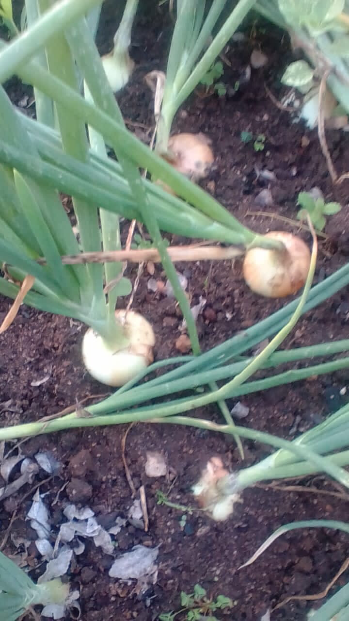 Onions with leaves (5-6)