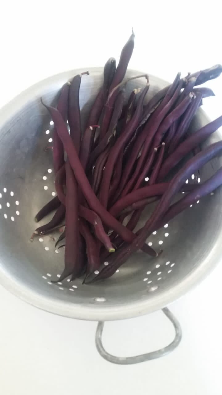 Purple Beans (Ambersky Farm)