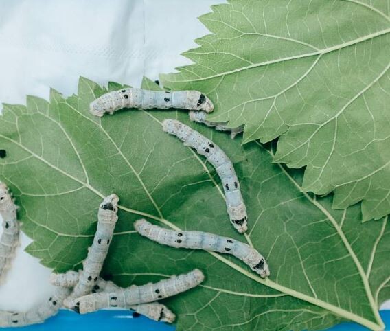 Mulberry leaves (for silkworms)