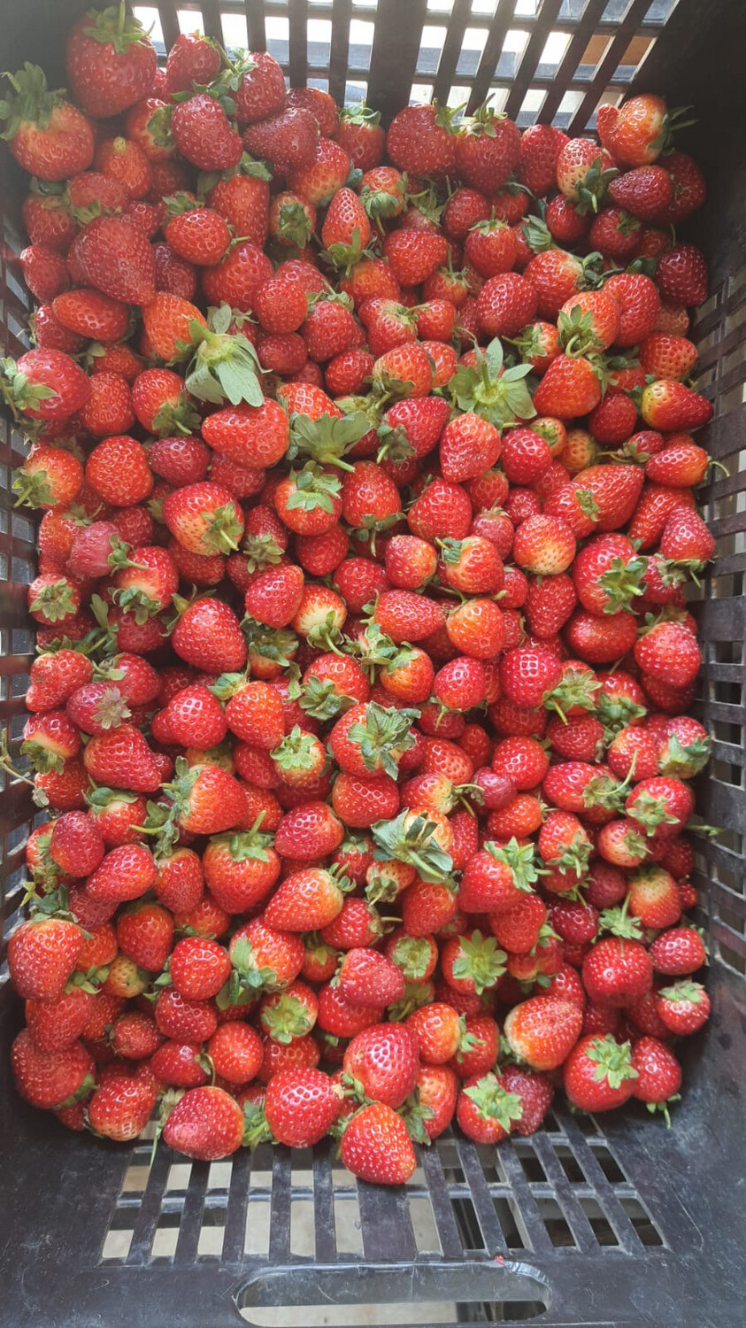 Strawberries 2kg (Fresh) (stalks on!)