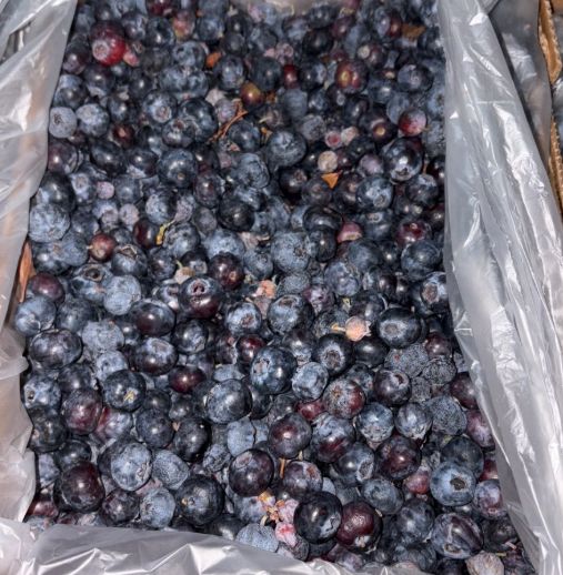 Fresh Blueberries 3kg (Class 2)