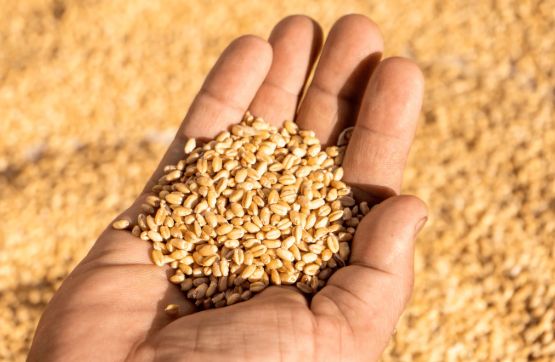Champagne Valley Wheat Kernels/Berries 12.5kg