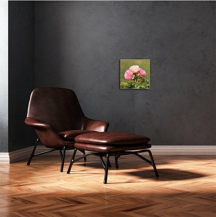 Leinwandbild Quadratisch rosa Wildrose I