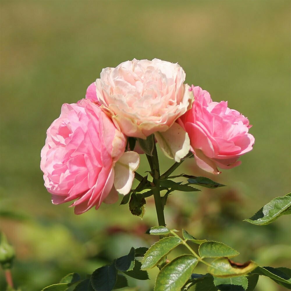 Leinwandbild Quadratisch rosa Wildrose I