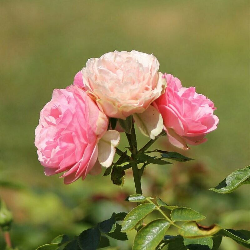 Leinwandbild Quadratisch rosa Wildrose I