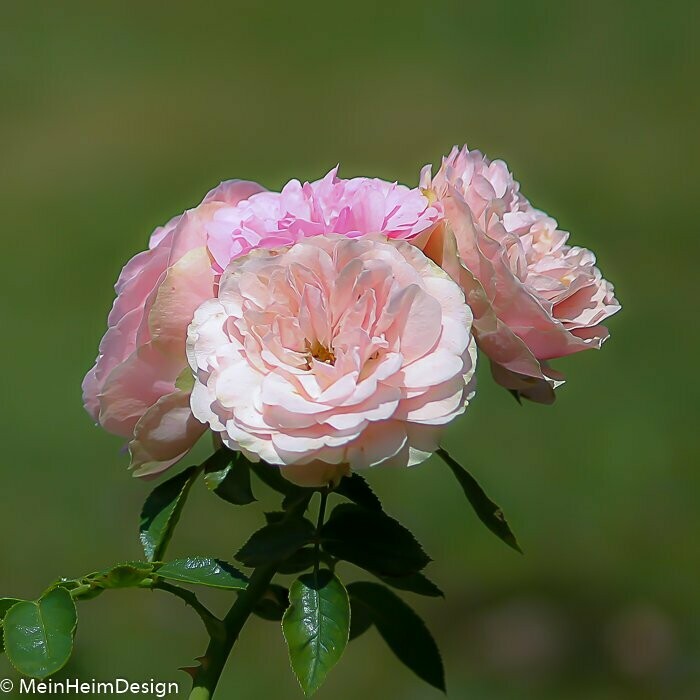 Leinwandbild Quadratisch rosa Wildrose II