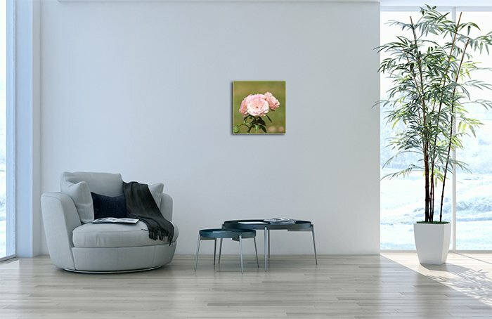 Leinwandbild Quadratisch rosa Wildrose II