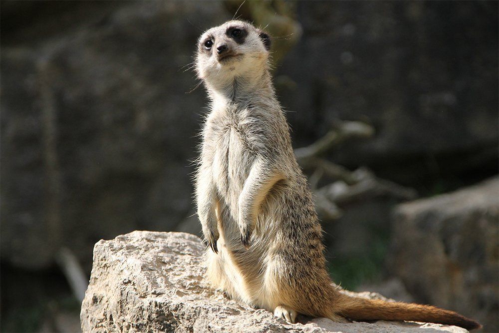 Kunstdruck auf Leinwand Erdmännchen I Kunstdruck auf Leinwand Erdmännchen I