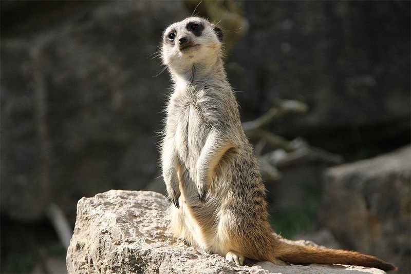 Kunstdruck auf Leinwand Erdmännchen I