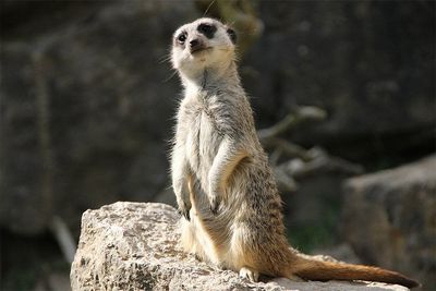 Kunstdruck auf Leinwand Erdmännchen I