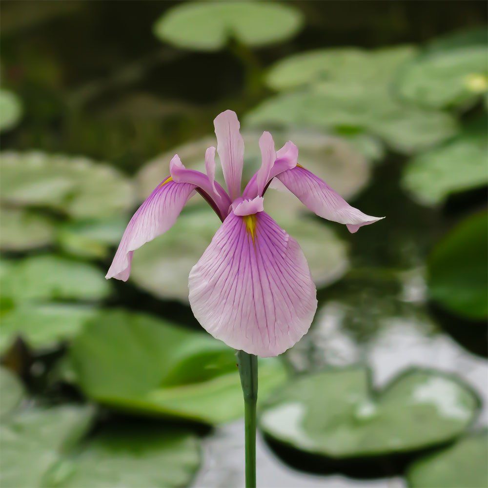 Kunstdruck auf Leinwandbild Quadratisch Lila Blüte