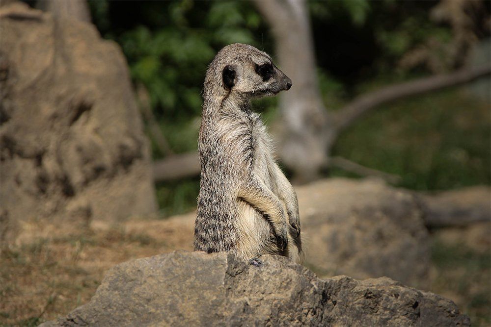Kunstdruck auf Leinwand Erdmännchen II