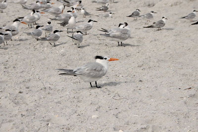 Kunstdruck auf Leinwand Möwen am Strand