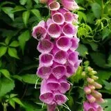 Kunstdruck auf Leinwand Quadratisch Fingerhut II