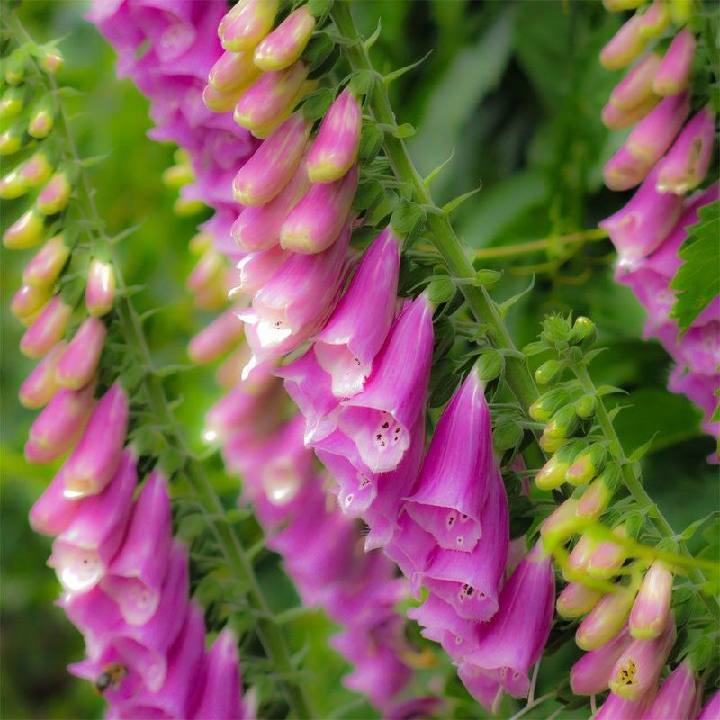 Kunstdruck auf Leinwand Quadratisch Fingerhut pink