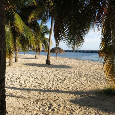 Kunstdruck auf Leinwand Quadratisch Strand mit Palmen