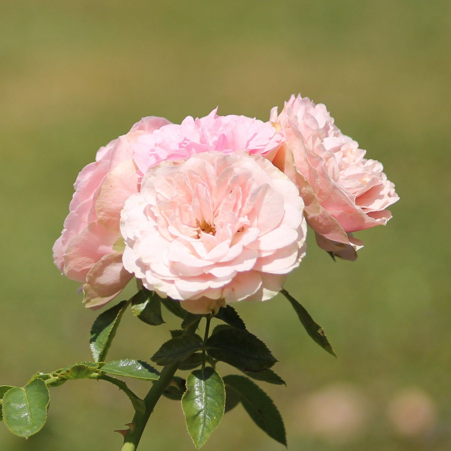 Kunstdruck Leinwand Quadratisch rosa Wildrose II